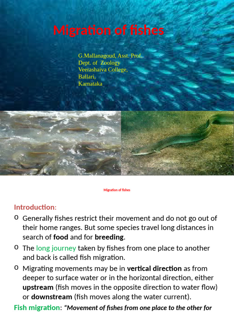 Types and Patterns of Fish Migration | PDF | Zoology | Fish