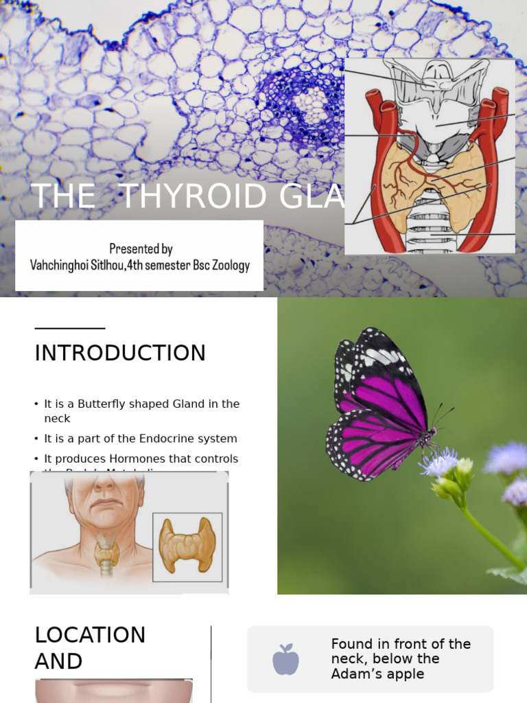 Understanding the Thyroid Gland Functions | PDF
