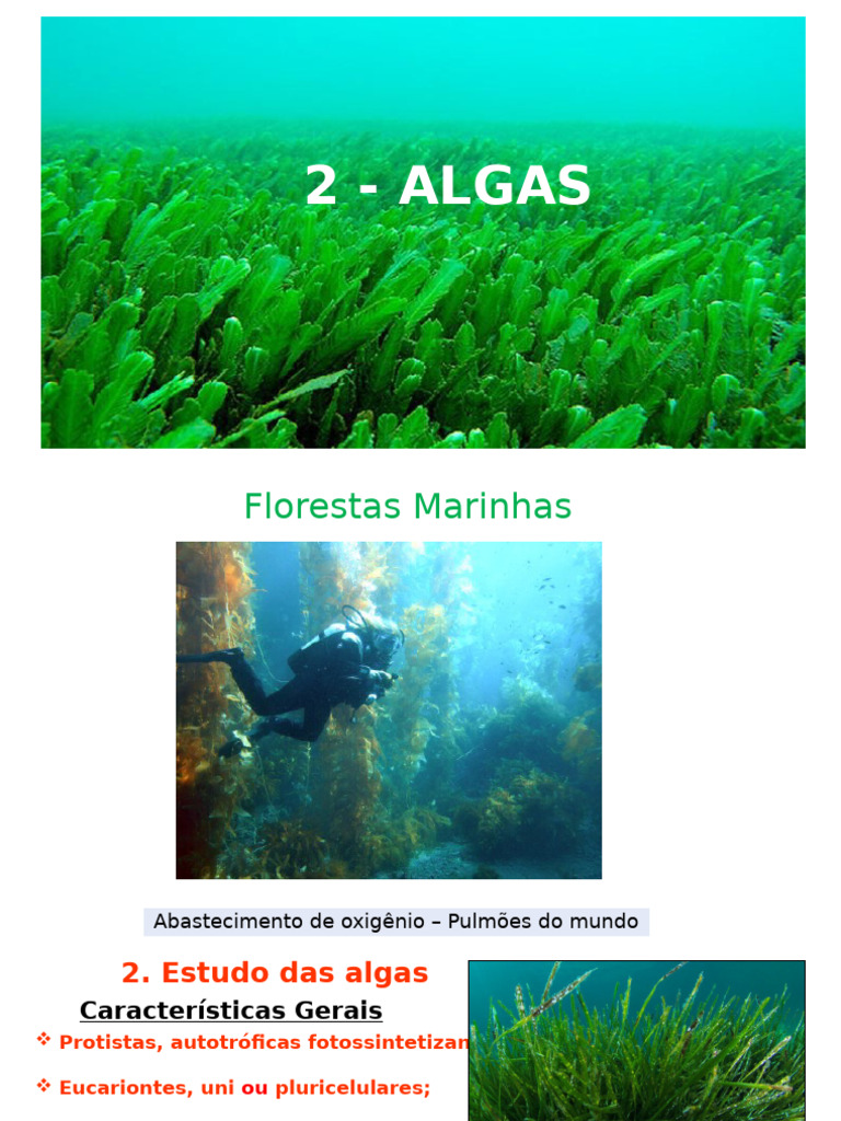 Características e Importância das Algas | PDF | Algas | Interações ...