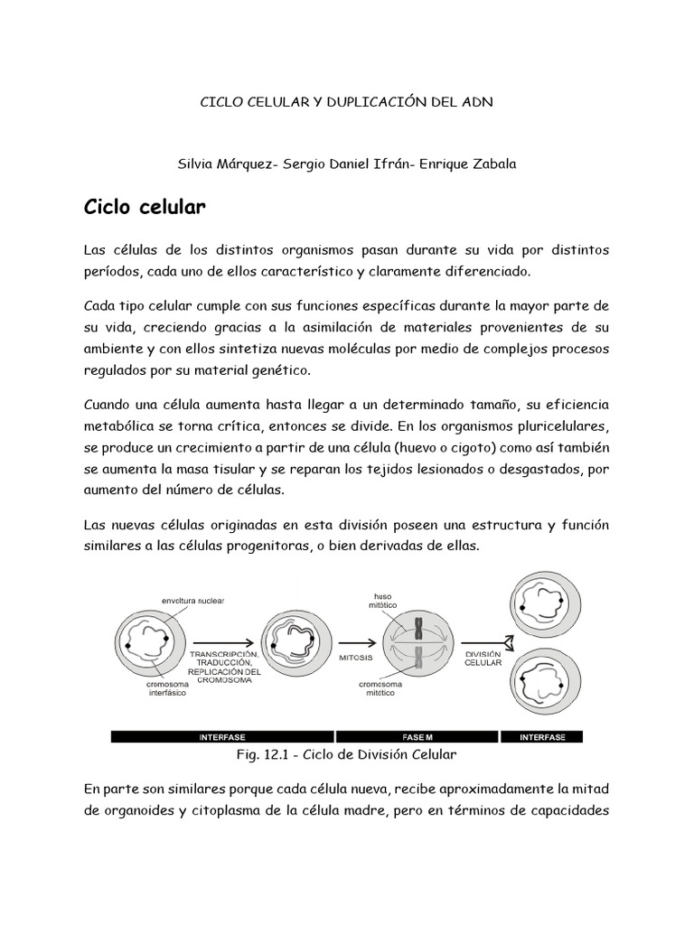 Ciclo Celular y Duplicación Del Adn | PDF | Replicación De Adn | Ciclo ...