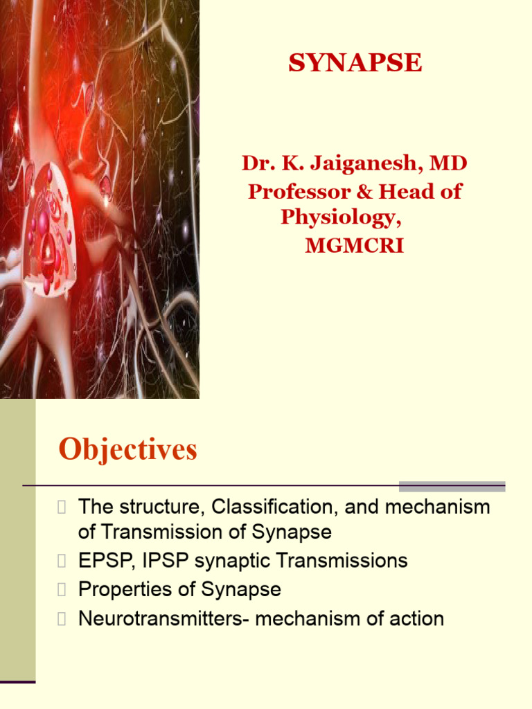 Understanding Synapse Structure and Function | PDF | Synapse | Chemical ...