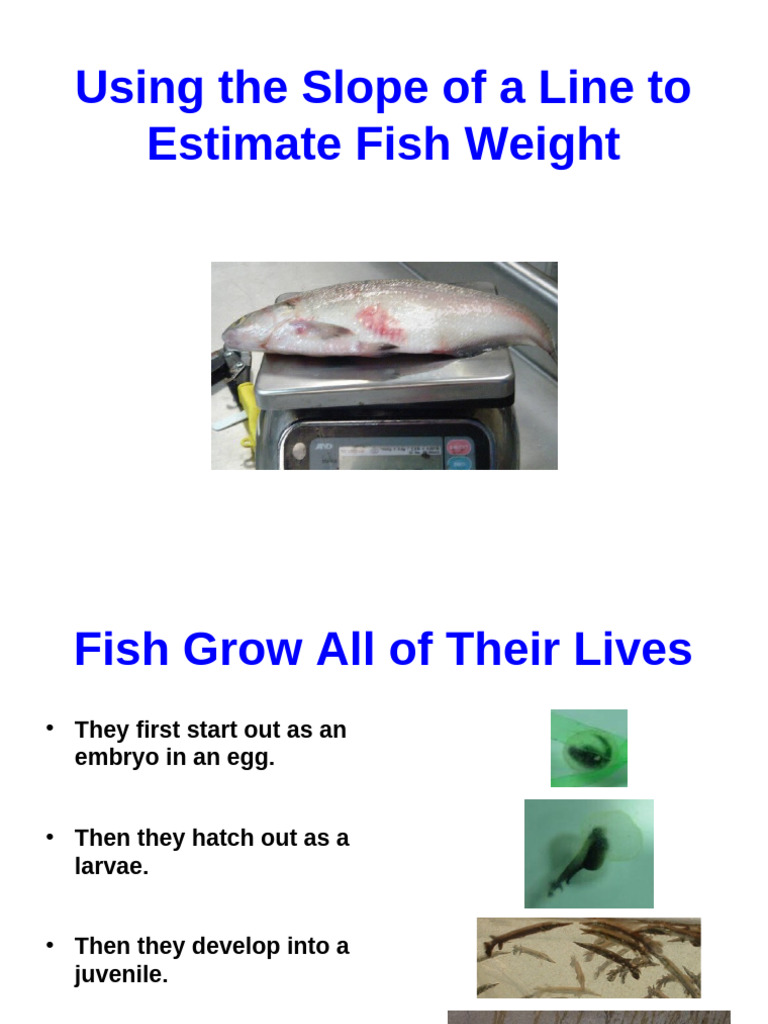 8-Using The Slope of A Line To Estimate Fish Weight | PDF