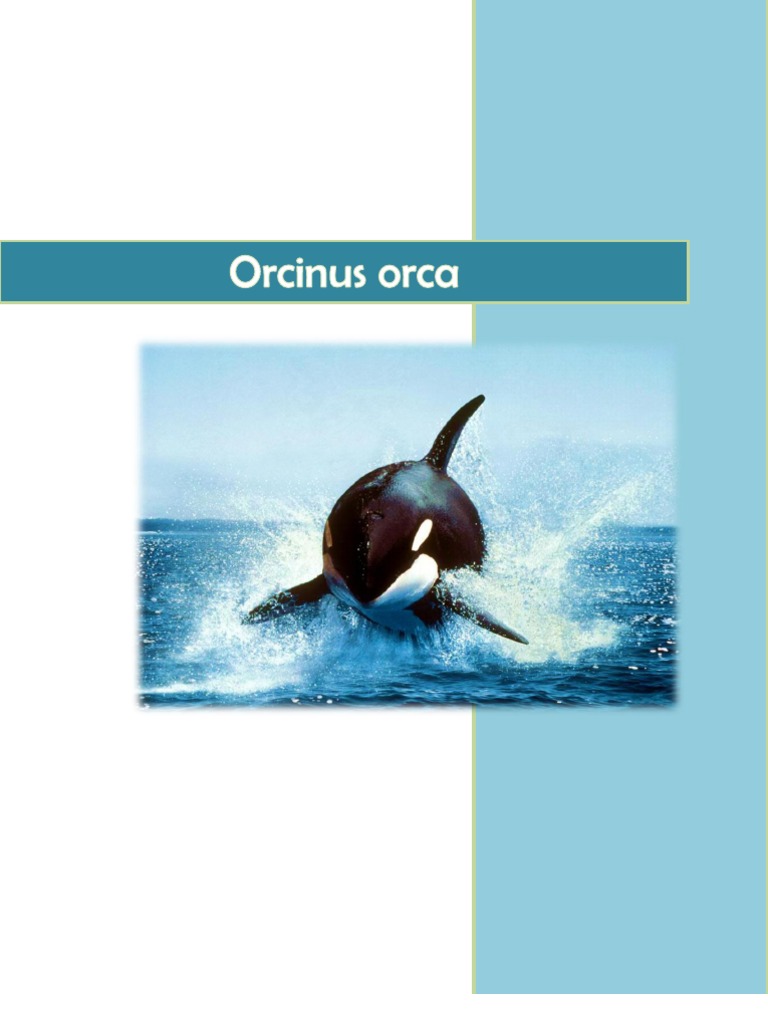 Características y comportamiento de las orcas | PDF | Orca | Sistema ...