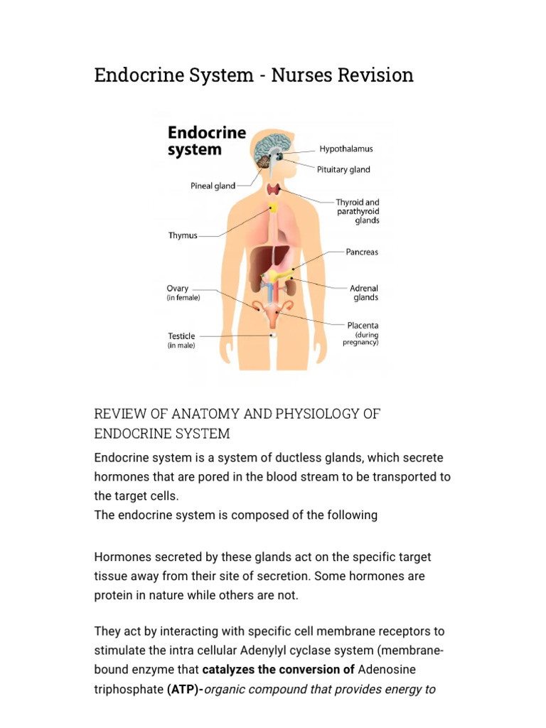 Endocrine System Overview for Nurses | PDF | Hormone | Endocrine System