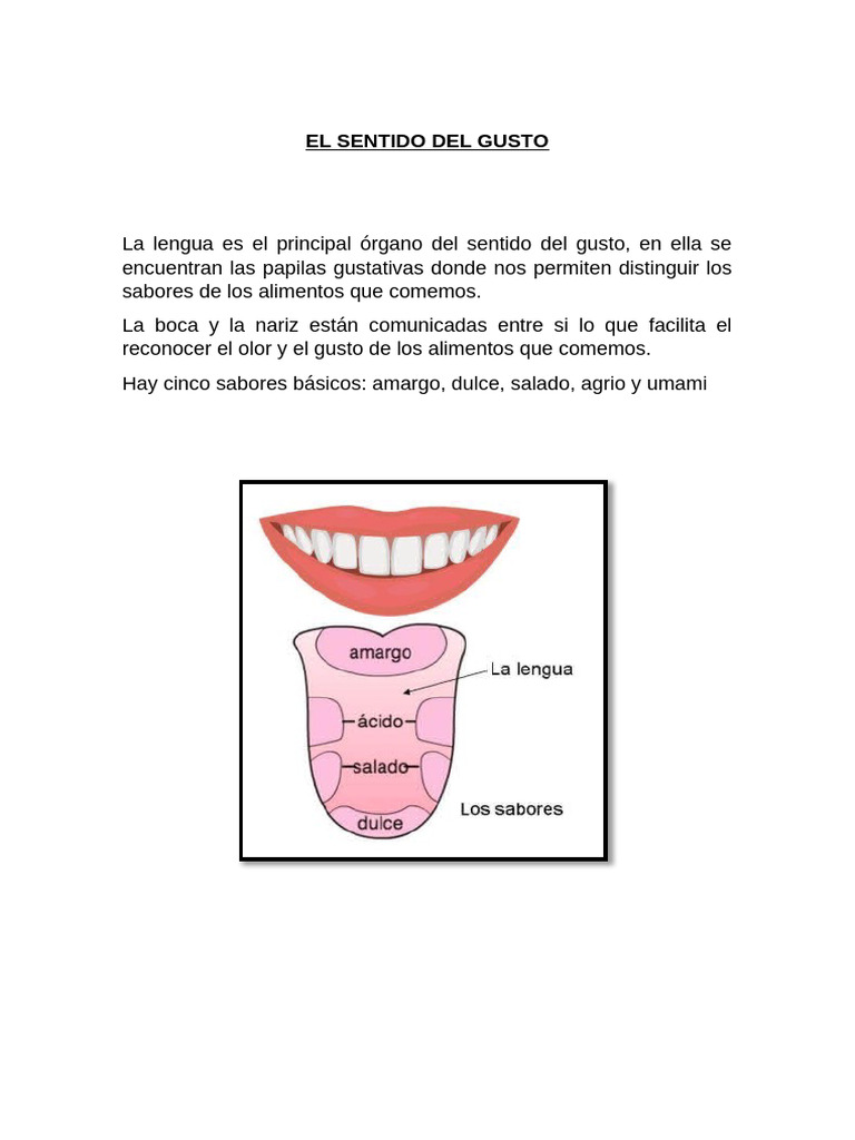 Sabores Básicos del Sentido del Gusto | PDF