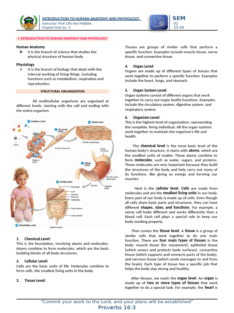 Human Anatomy and Physiology Notes | PDF | Human Body | Muscle