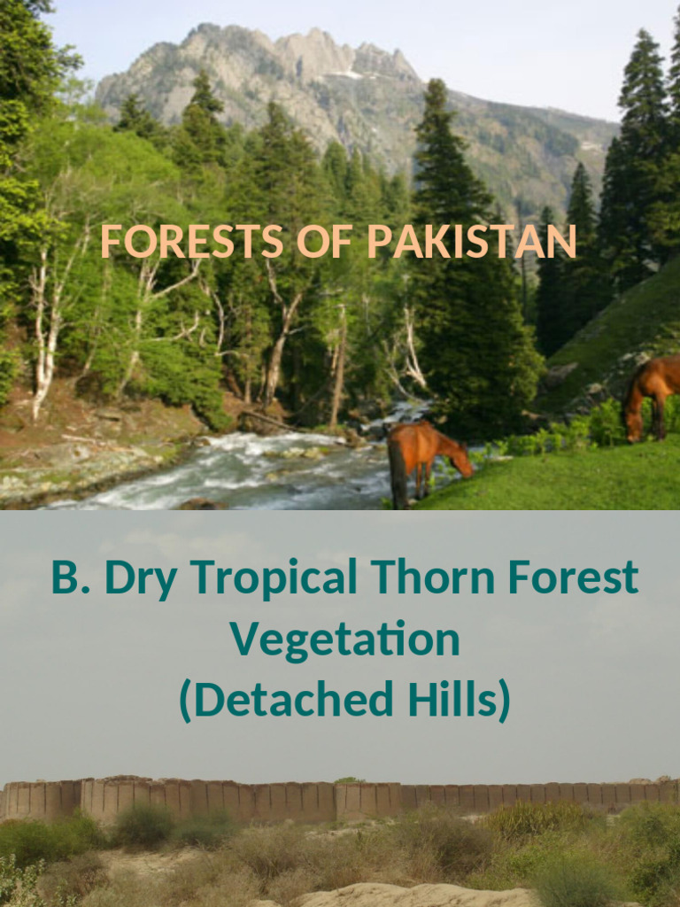 Vegetation Types in Pakistan's Forests | PDF | Trees | Plants