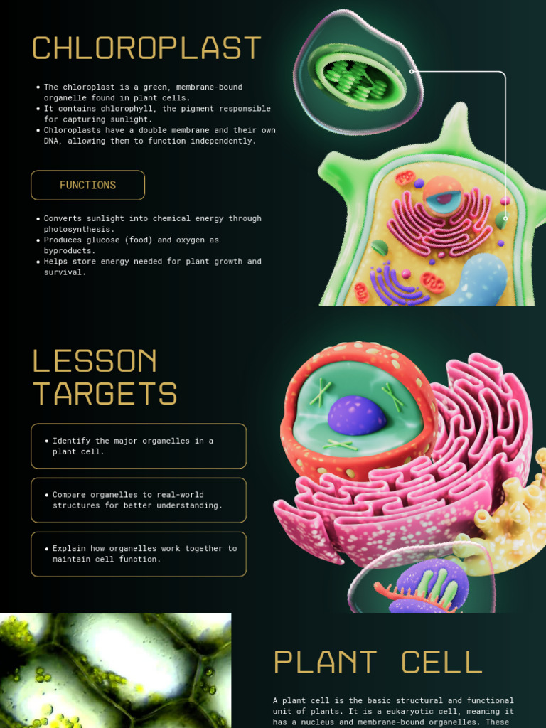 Functions of Plant Cell Organelles | PDF | Endoplasmic Reticulum | Cell ...