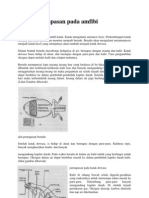 Sistem pernapasan amfibi