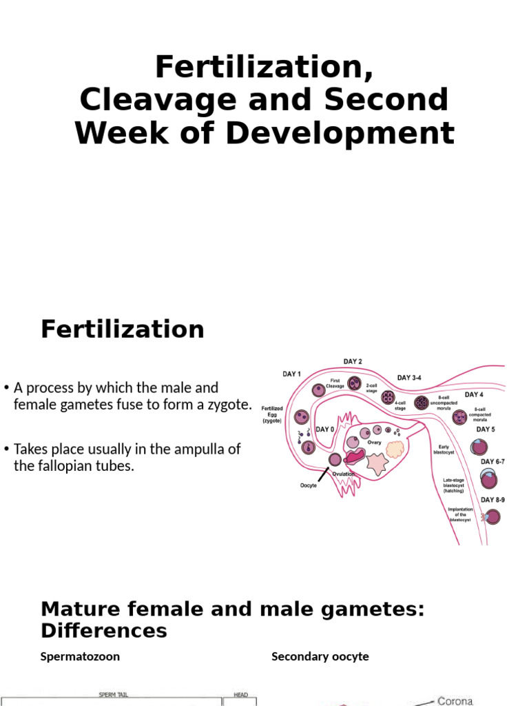 Fertilization and Early Embryonic Development | PDF | Fertilisation ...