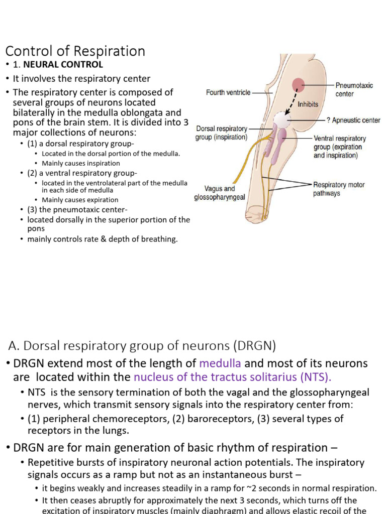 Neural and Chemical Control of Respiration | PDF | Physiology