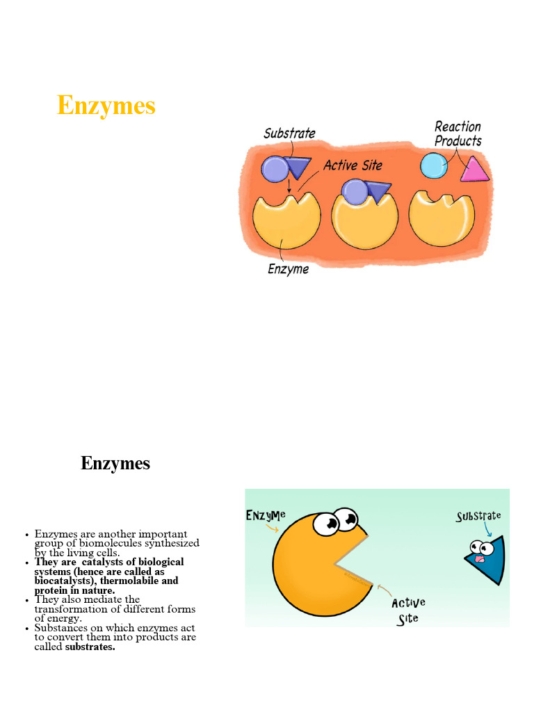 Understanding Enzymes and Their Functions | PDF | Enzyme Inhibitor | Enzyme