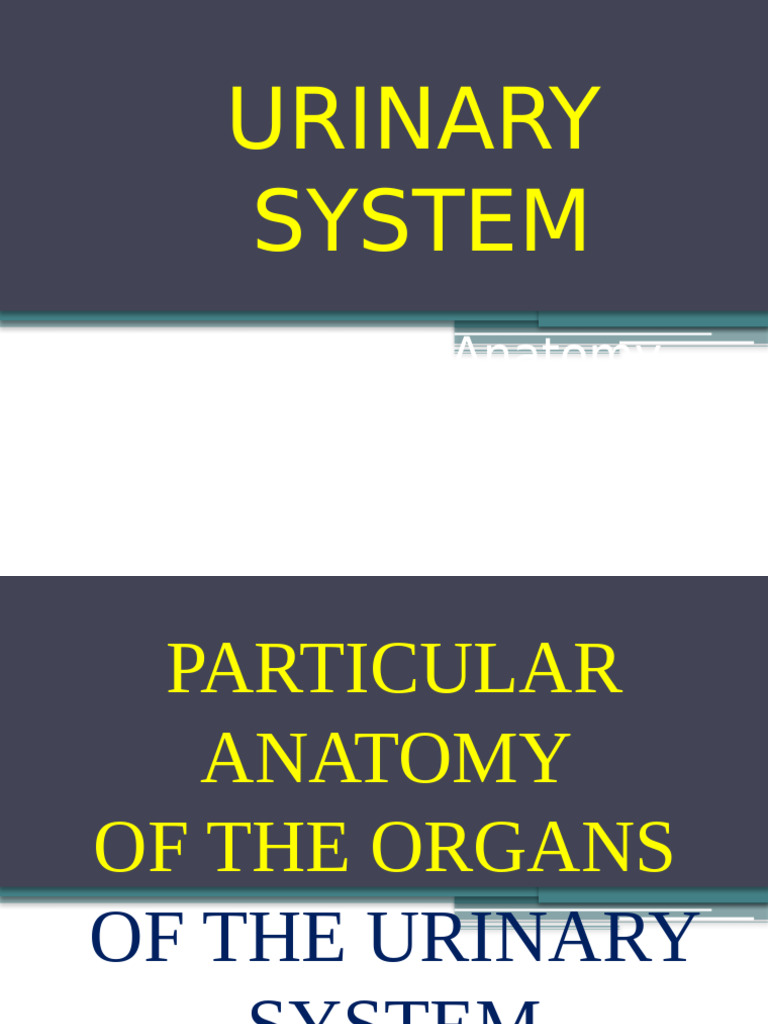 Anatomy of the Urinary System Organs | PDF | Kidney | Animal Anatomy
