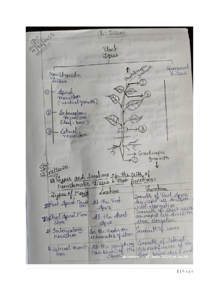 20250612100158TissuesNotes 1 | PDF