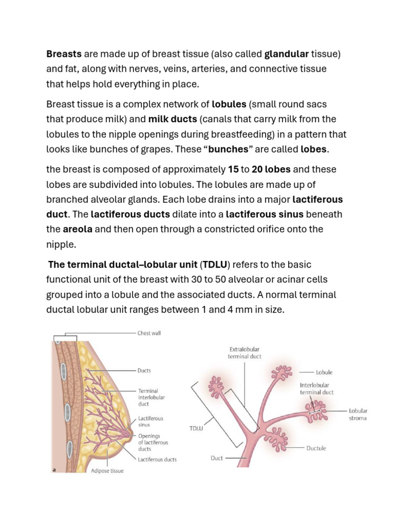 Breast Anatomy and TDLU Overview | PDF