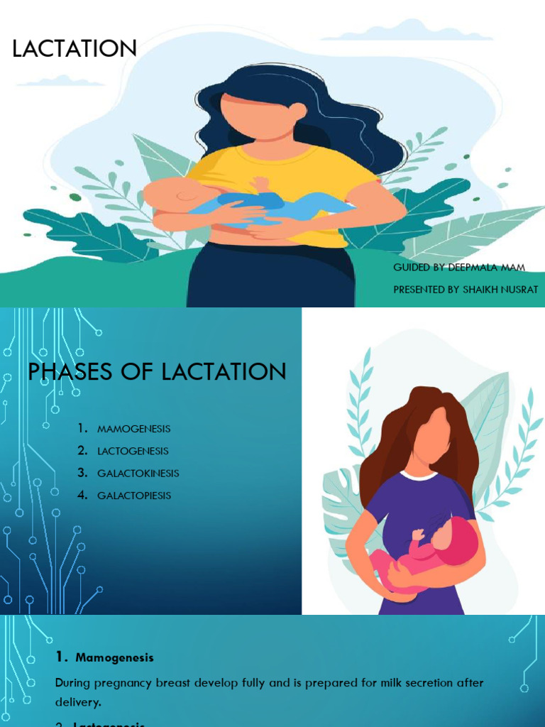 Phases of Lactation Explained | PDF
