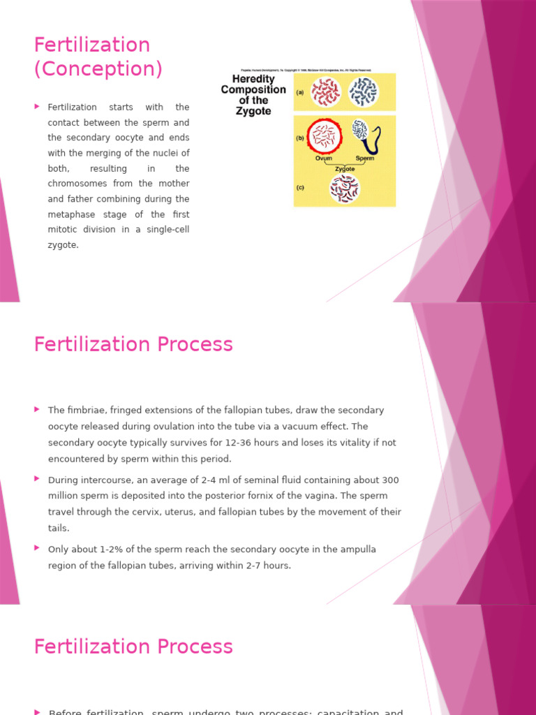 Fetoplacental Unit Overview | PDF | Placenta | Fetus