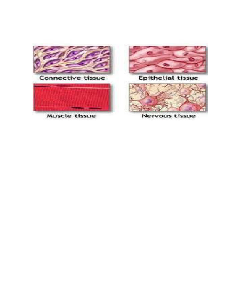 Tissues of Body | PDF
