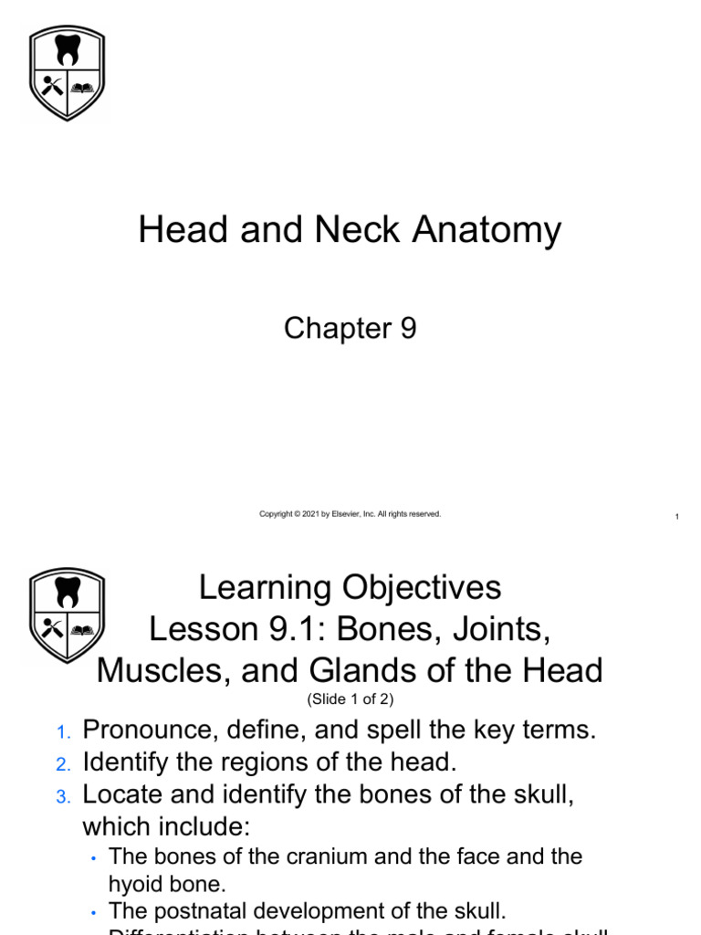 Head and Neck Anatomy Overview | PDF | Skull | Primate Anatomy