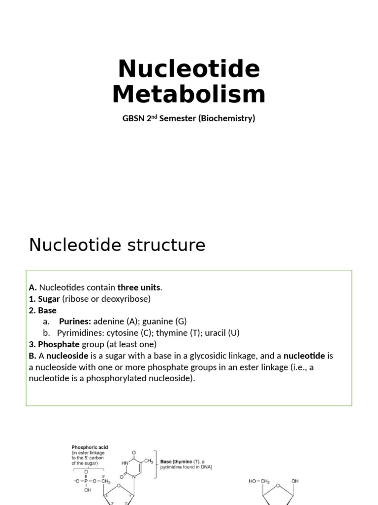Purine and Nucleotide Metabolism Overview | PDF | Nucleotides ...