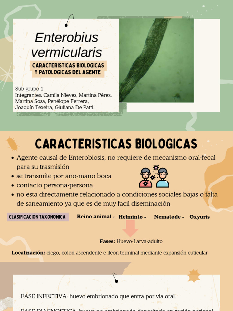Enterobius Vermicularis Características | PDF
