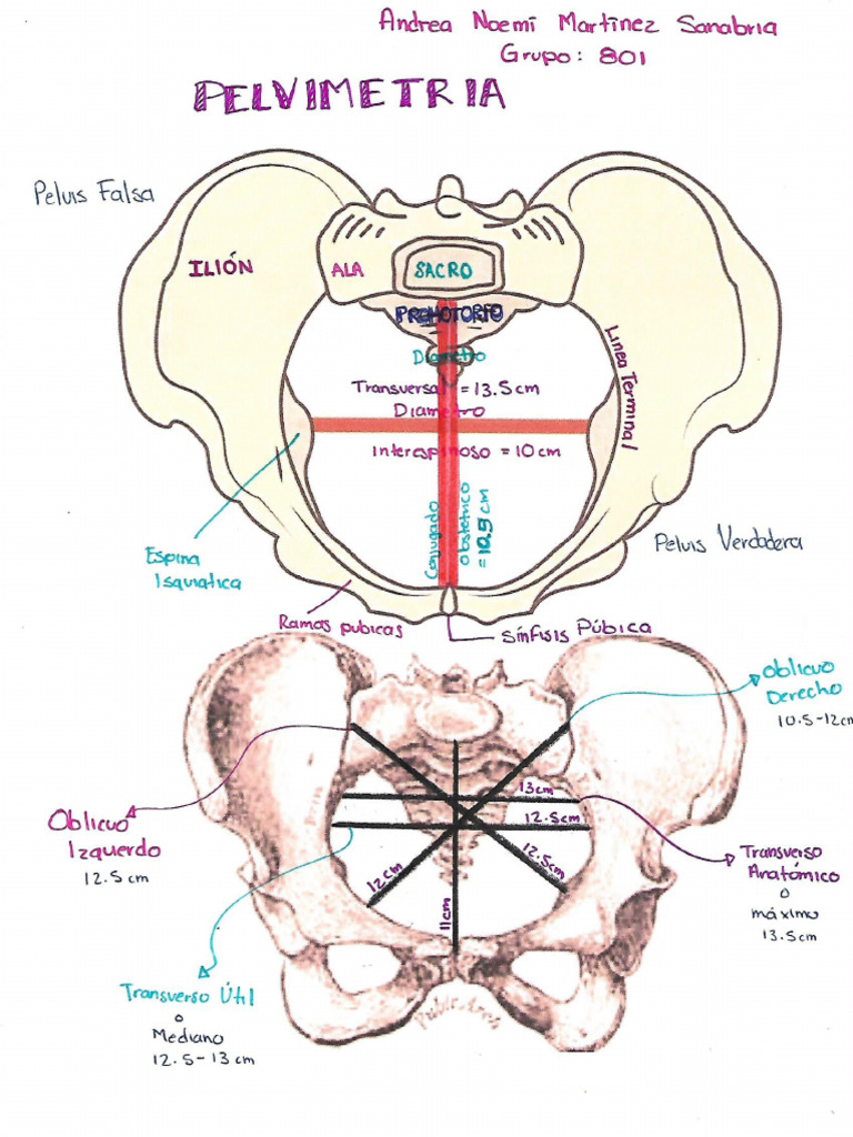 Pelvimetria Obstetrica | PDF