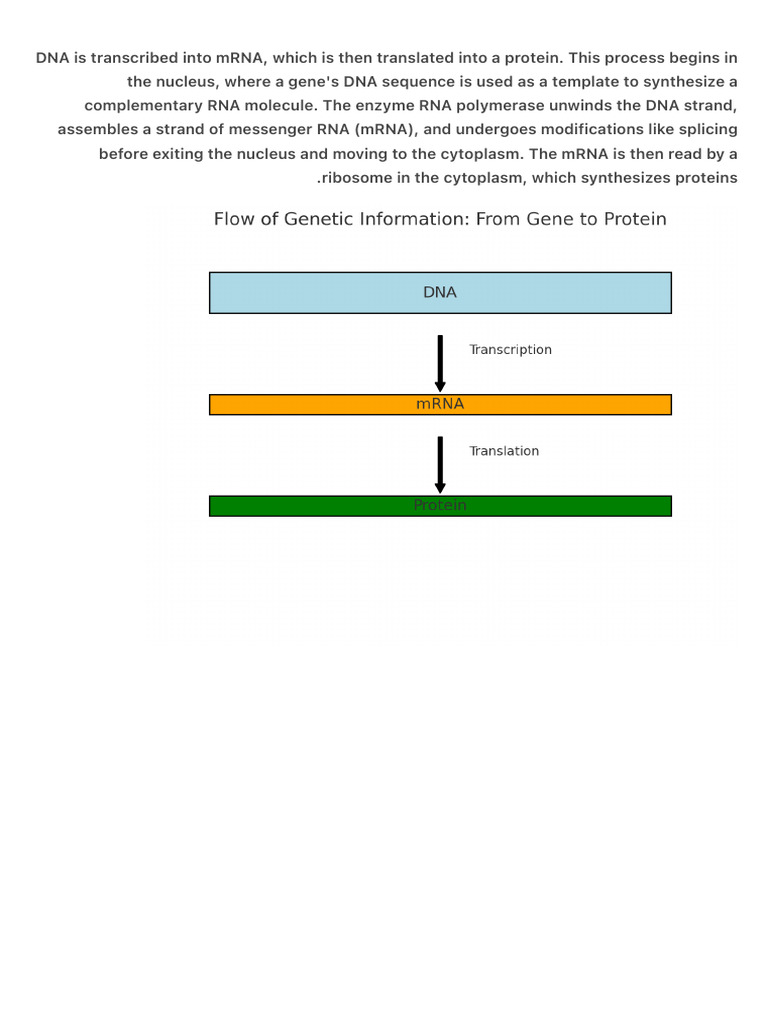 DNA Is Transcribed Into MRNA, Which Is Then Translated Into A Protein | PDF