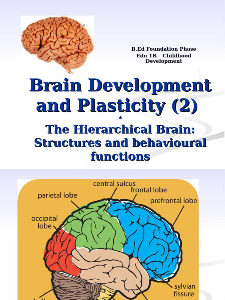 Understanding Brain Development and Functions | PDF | Brain | Brainstem