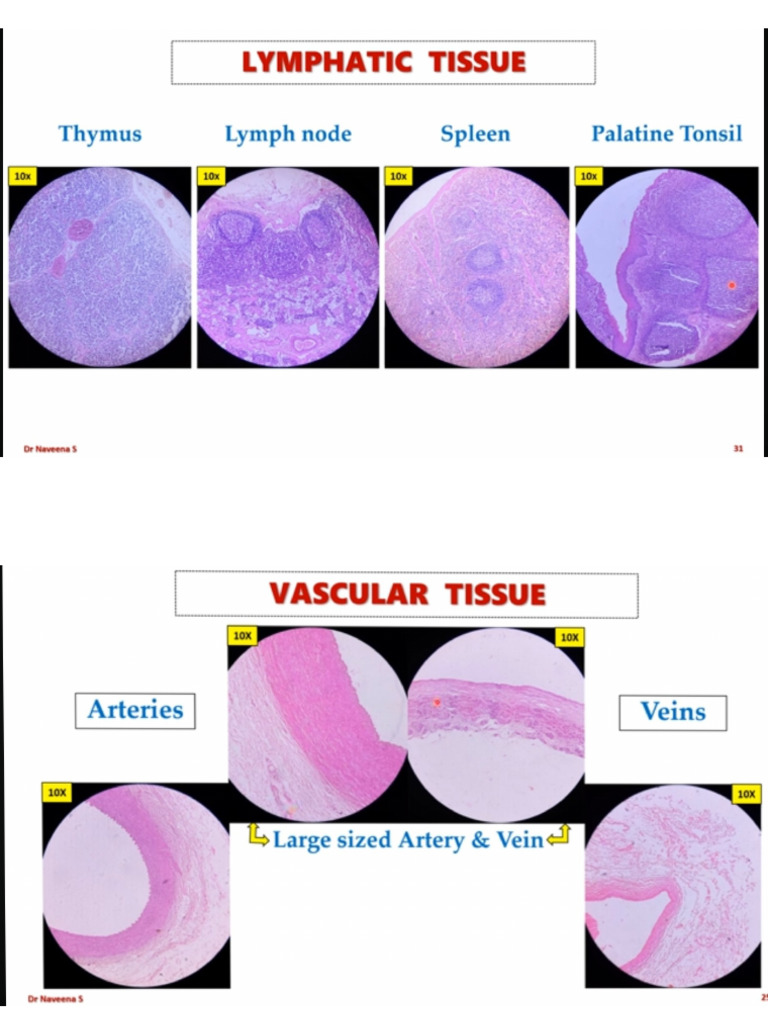 Pathology | PDF