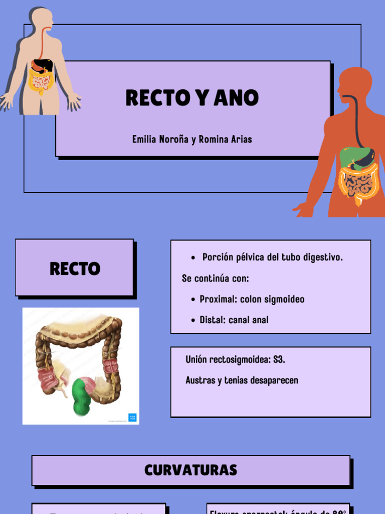 Anatomía del Recto y Ano: Estructuras y Funciones | PDF | Recto | Pelvis