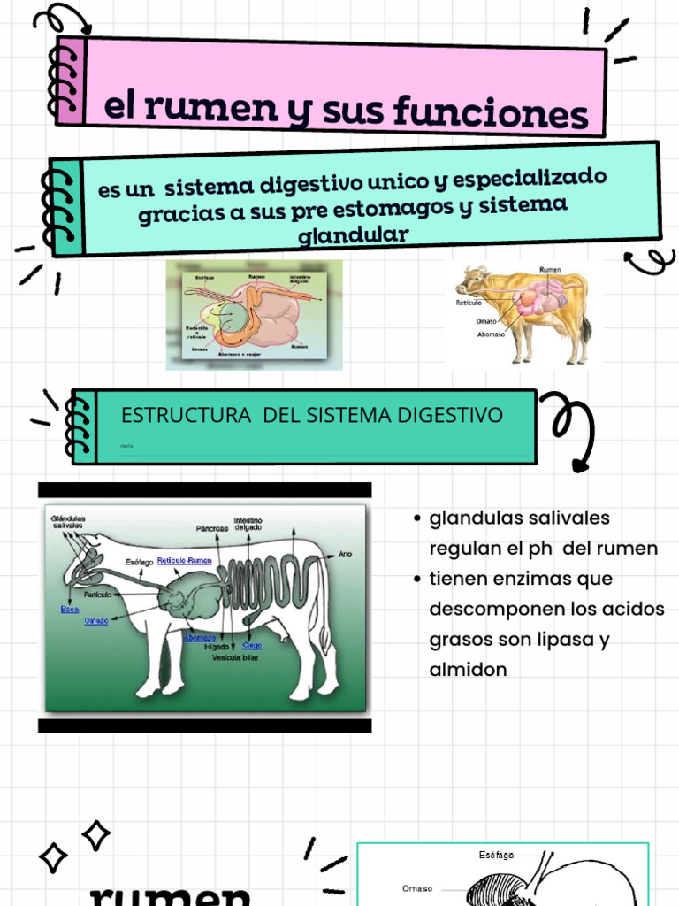 Presentación Del Rumen y Sus Funciones | PDF