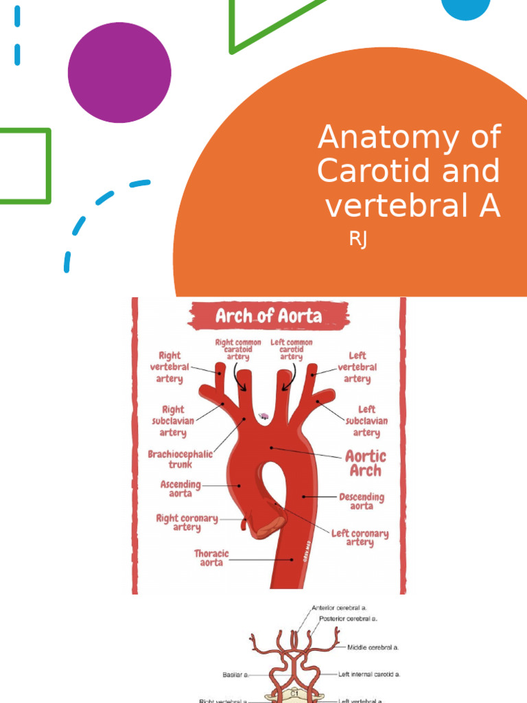 Anatomy of Carotid and Vertebral A | PDF