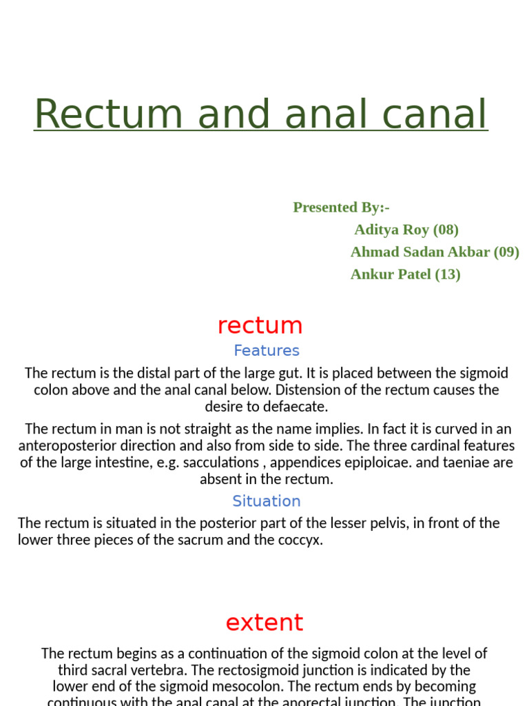 Anatomy and Drainage of the Rectum | PDF | Rectum | Vein