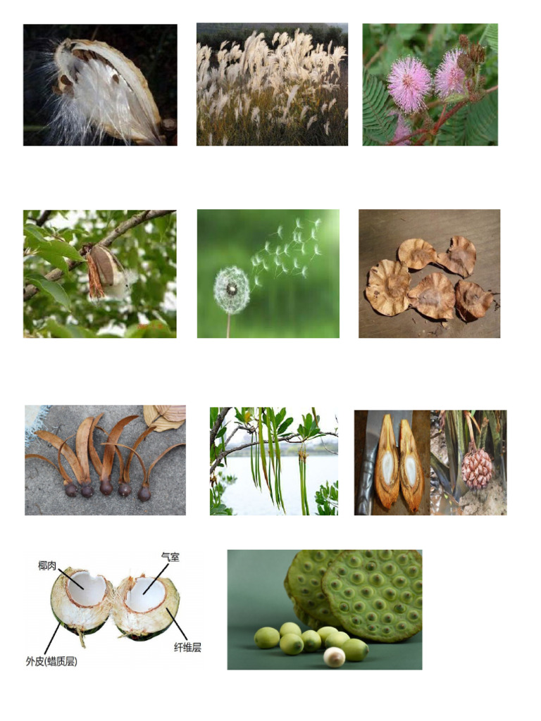 植物传播种子 | PDF