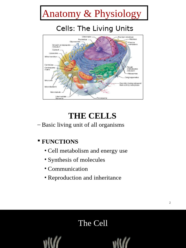 Understanding Cell Structure and Function | PDF | Endoplasmic Reticulum ...