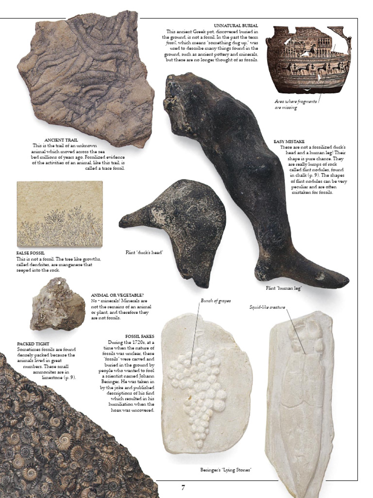 Understanding Fossils and Rocks | PDF | Rock (Geology) | Sedimentary Rock