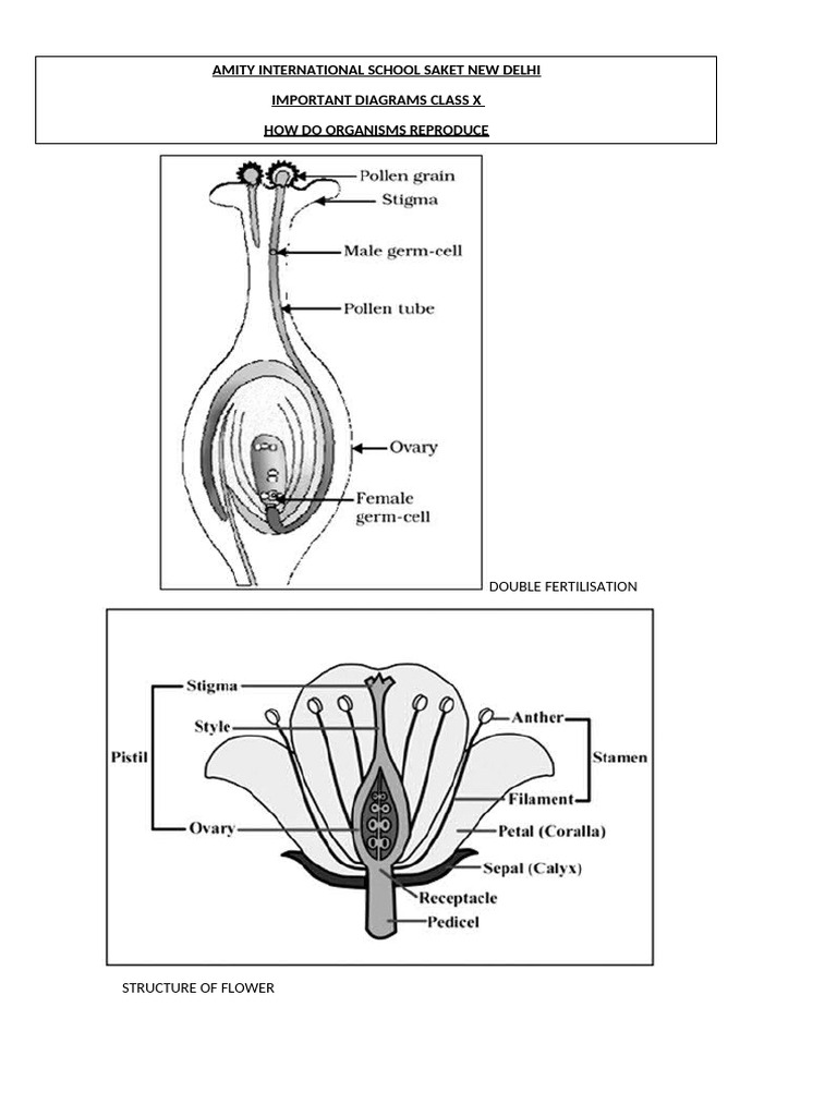 Diagrams of How Do Organisms Reproduce | PDF
