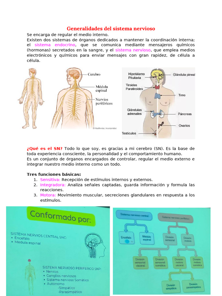 Funciones y Estructura del Sistema Nervioso | PDF | Neurona | Cerebro