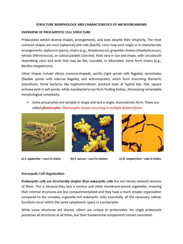 Prokaryotic Cell Morphology Overview | PDF | Cell Membrane ...