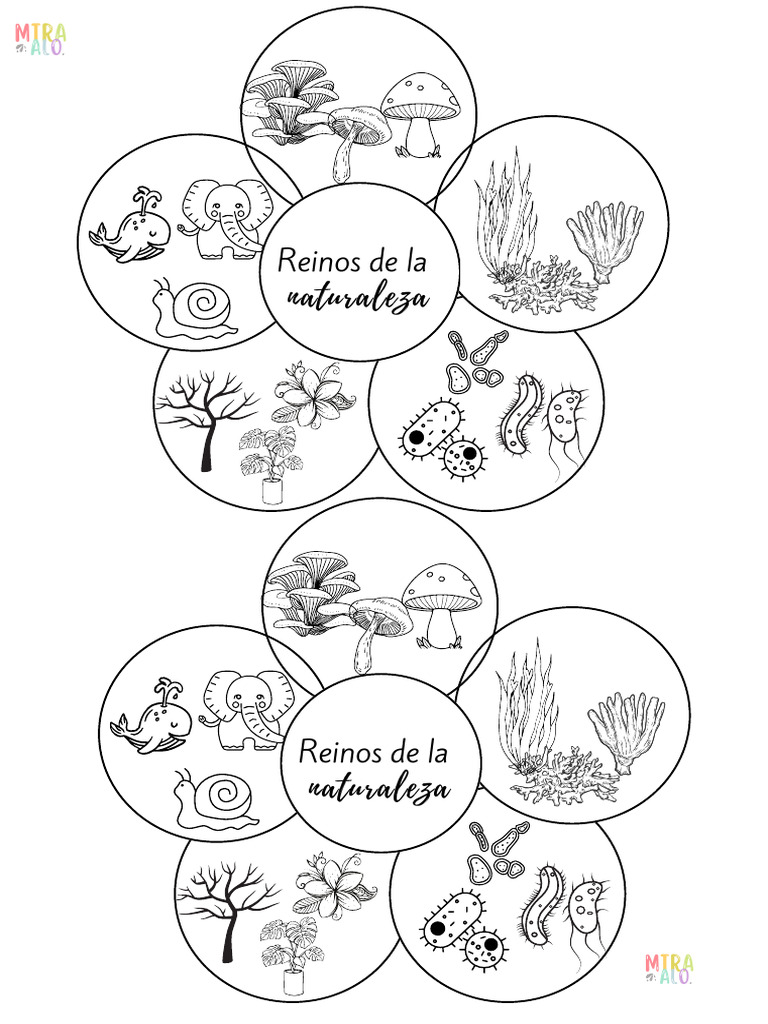 Organizador de Ecosistemas | PDF