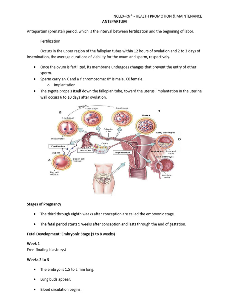 NCLEX-RN: Antepartum Fetal Development Guide | PDF | Fetus | Childbirth