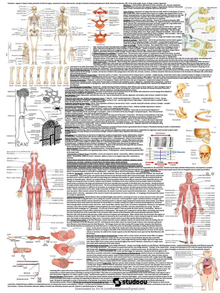 Overview of Human Skeletal System | PDF | Bone | Skin