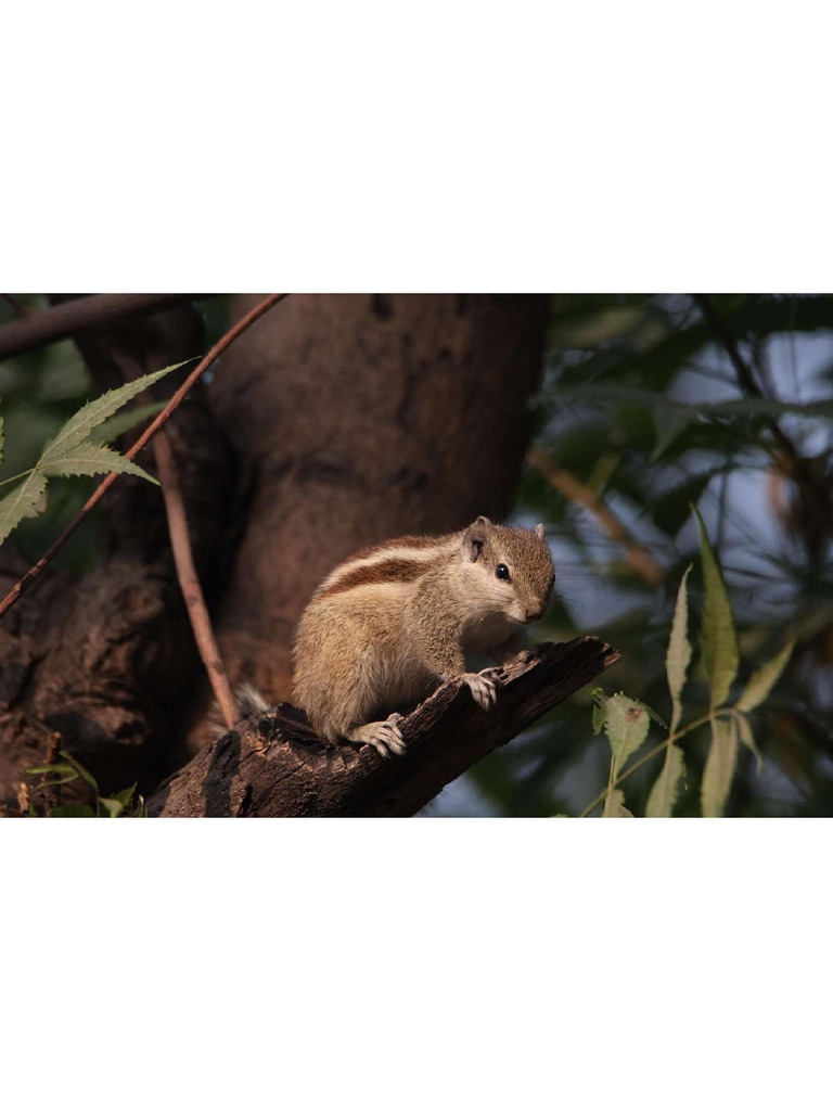 Squirrel-8473819 1280 | PDF