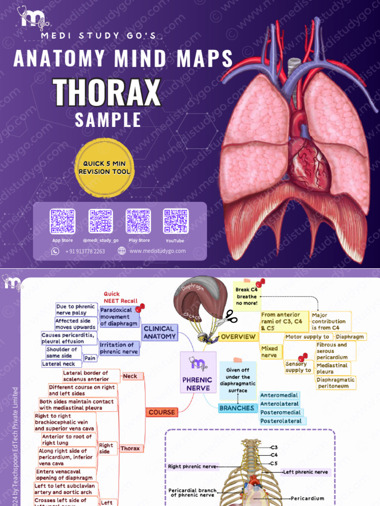 Anatomy Thorax Abdomen and Pelvis Com-245513 | PDF | Sistema ...
