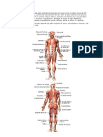 Sistema muscular e seus tipos