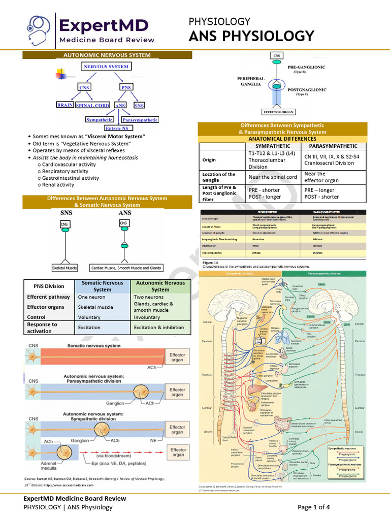 Autonomic Nervous System Overview | PDF | Autonomic Nervous System ...