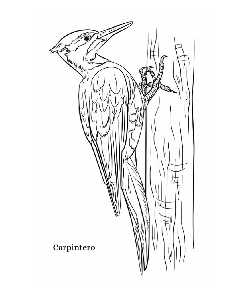 Car Pintero | PDF