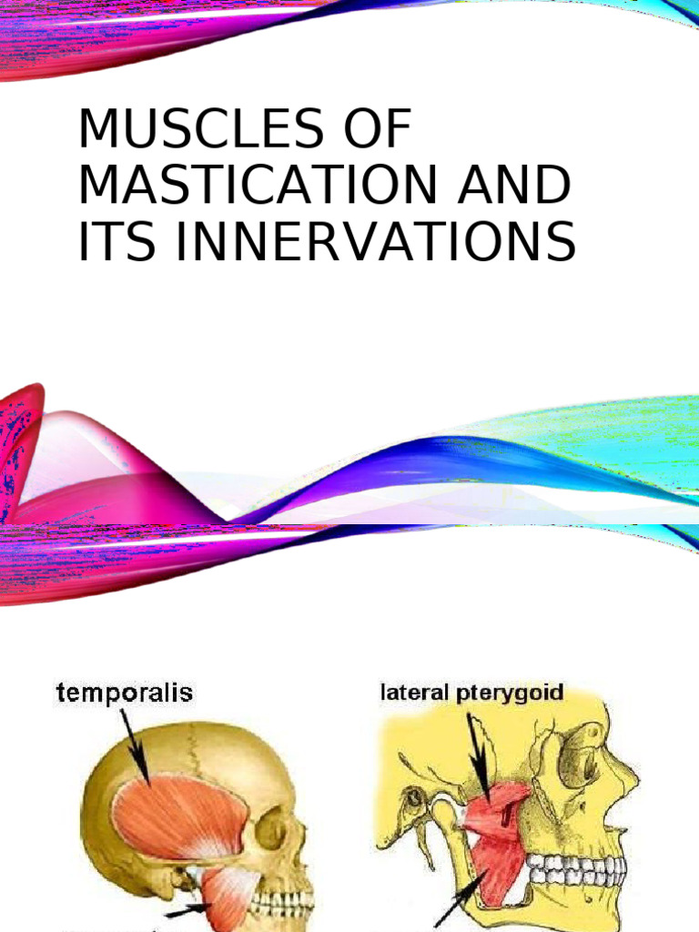 Musclesofmastication 180616083602 | PDF | Primate Anatomy ...