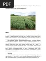 artigo_ervilheiira_v2