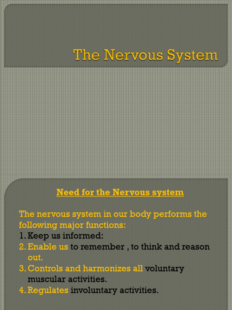Functions and Structure of the Nervous System | PDF | Neuron | Spinal Cord